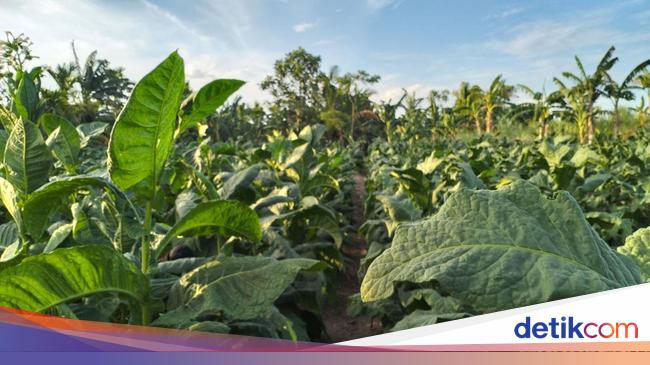 tembakau-aceh_169.jpeg