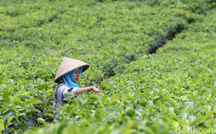kebun-teh-nglinggo-kulonprogo.jpeg