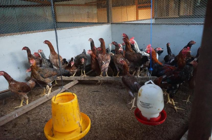 hasil-ternak-ayam-di-desa-singa-gembara-kecamatan-sangatta_240403234912-650.jpg