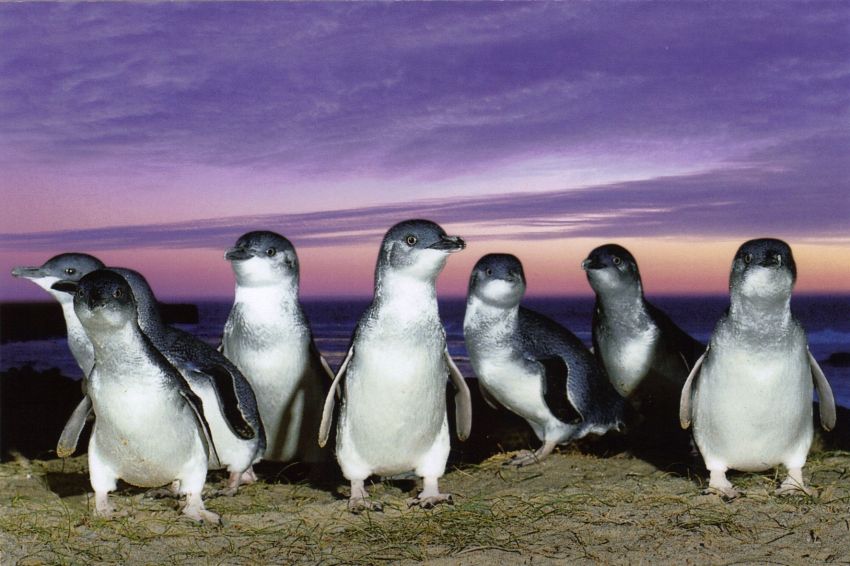 penguin-kawin-cerai-dan-selingkuh-ternyata-drama-percintaan-juga-ada-di-dunia-hewan-myp.jpg