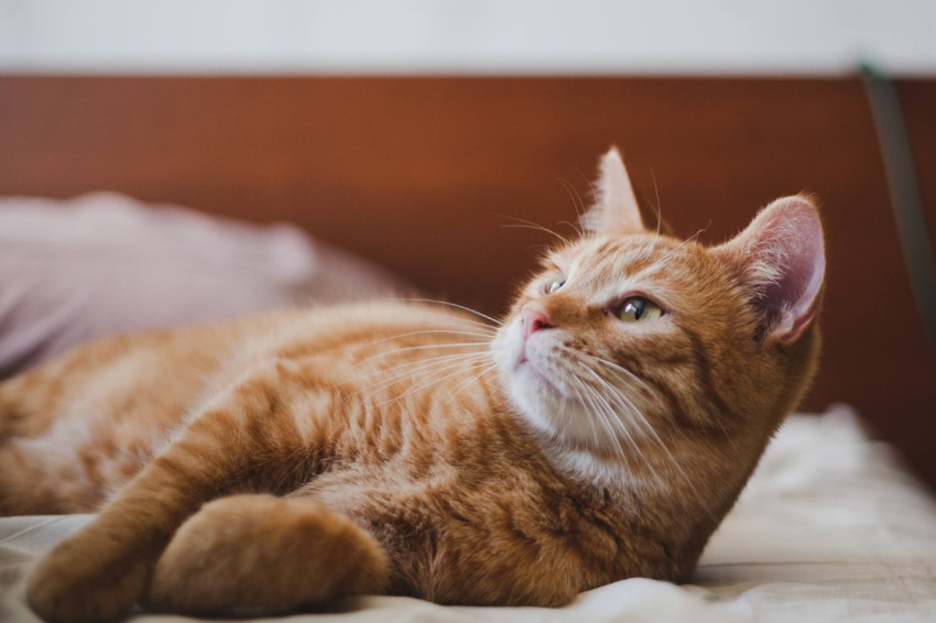 jawaban-kenapa-kucing-berwarna-oranye-punya-banyak-kelebihan-akhirnya-terungkap-vmi.jpg